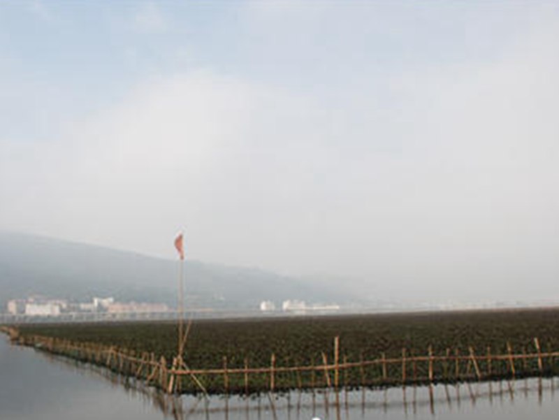 滇池圈養水葫蘆變寶貝，圈養總面積達九千畝