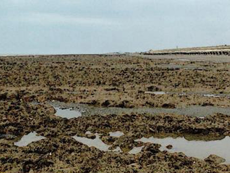 桃園觀(guān)音藻礁很多年來(lái)水源污染從未改善好