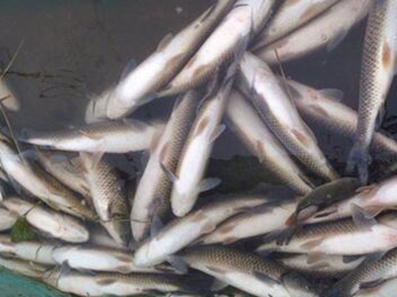 山東的水源污染引起殖魚(yú)民損失了八千多斤的魚(yú)兒死亡