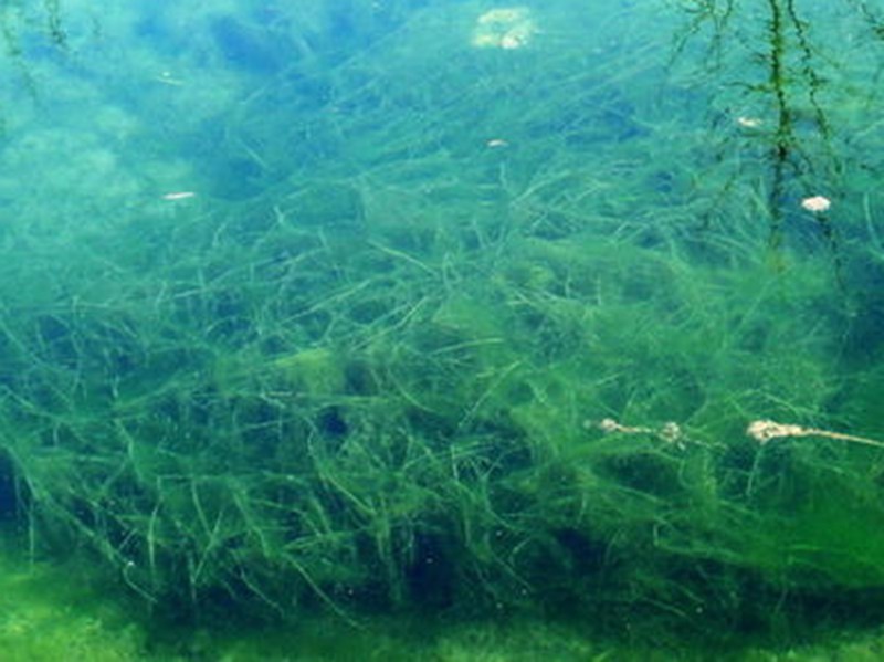 螺旋藻企業(yè)事實(shí)卻是在”反噬“養育自己的一方水土